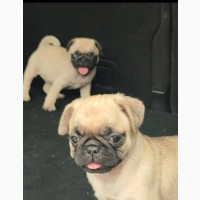 0-1 month Female Purebred Pug