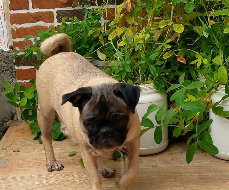 Фото 1/1. 1+ year Female Purebred Pug