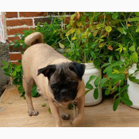 1+ year Female Purebred Pug