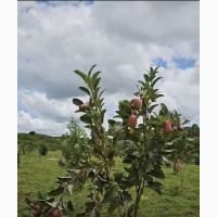 Potted Apple Tree
