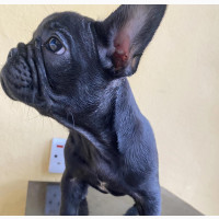 1-3 months Female Purebred French Bulldog