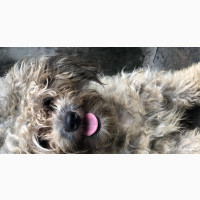 Purebred Lhasa Apso - Female, 6-12 months old