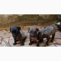 Male Purebred Boerboel - 0-1 month old