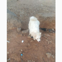 American Eskimo Male Available for Stud Services