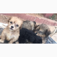 Lhasa Apso Female Puppy for Sale