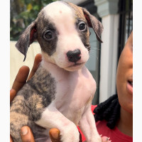 Gallant Pitbull Puppies for Sale