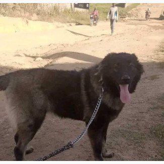 Mating and STUD for a Male Caucasian Shepherd