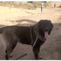 Mating and STUD for a Male Caucasian Shepherd
