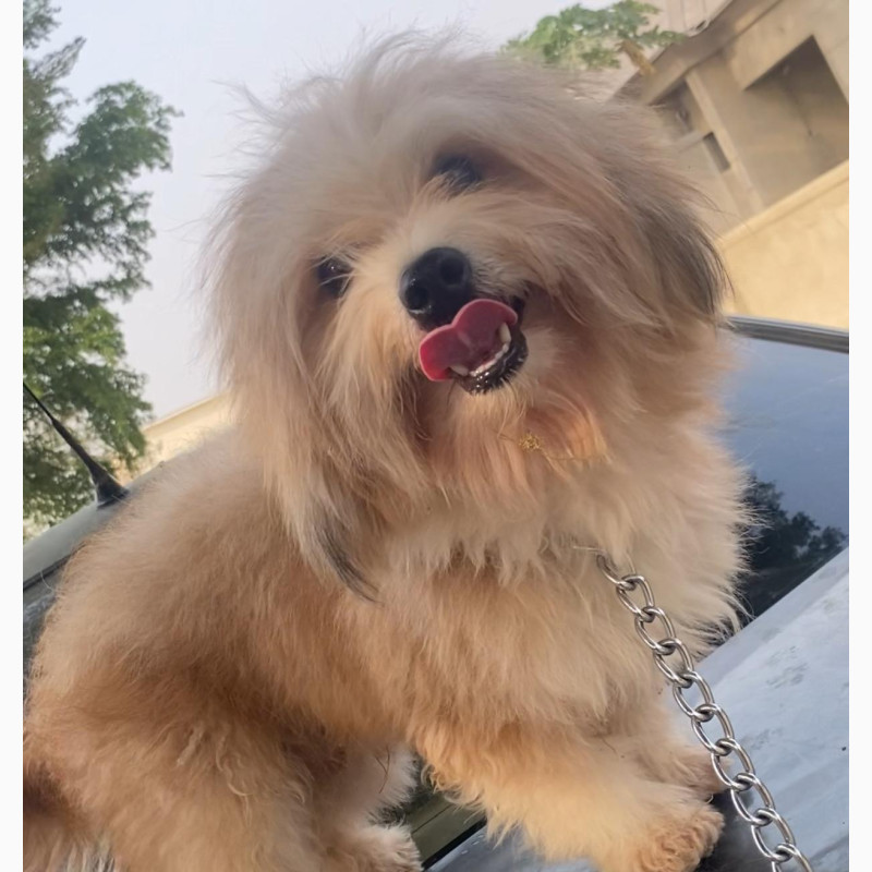 Фото 1/1. Purebred Lhasa Apso Male Available for Adoption