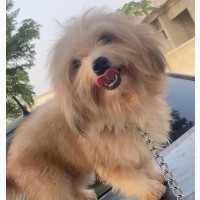 Purebred Lhasa Apso Male Available for Adoption