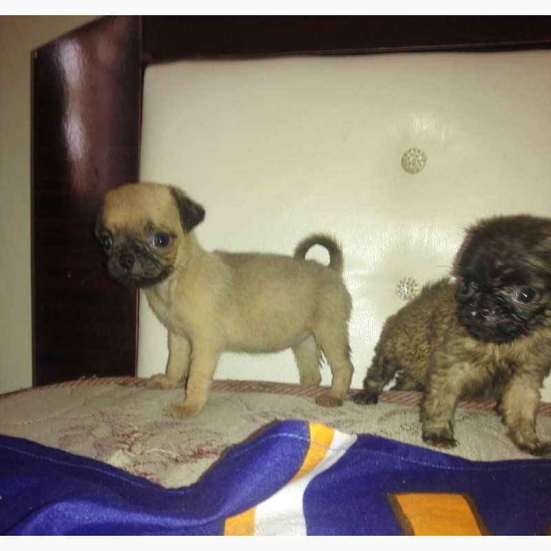 Фото 1/1. Female Purebred Pug Puppy Available for Adoption