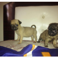 Female Purebred Pug Puppy Available for Adoption