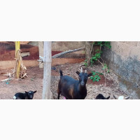 Quality Goats for Sale