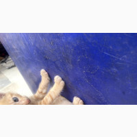 0-1 month Male Purebred American Shorthair