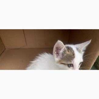 Cute 1-3 Months Male Mixed Breed Puppy for Sale