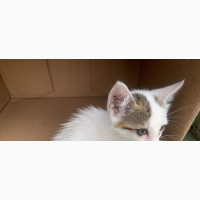 Cute 1-3 Months Male Mixed Breed Puppy for Sale