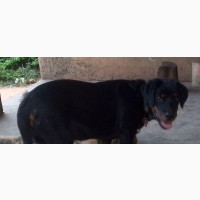 Female Purebred Rottweiler 6-12 months old