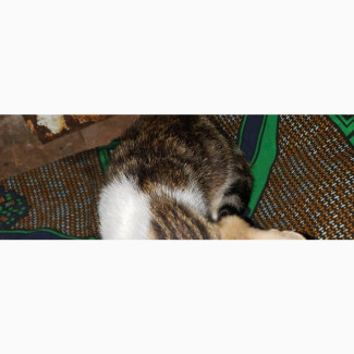 1-3 months Female Mixed Breed American Bobtail
