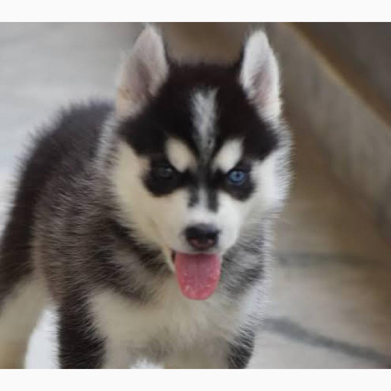Фото 1/1. Siberian Husky Pups Available