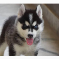 Siberian Husky Pups Available