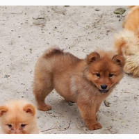 Female Purebred Chow Chow Puppies Available in Lagos