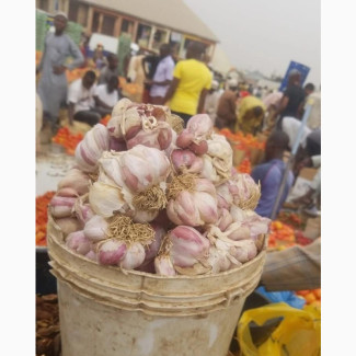 Fresh Garlic