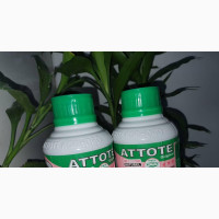 ATTOTE Regular