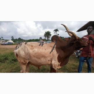 Cows for Sale at Wholesalers Price