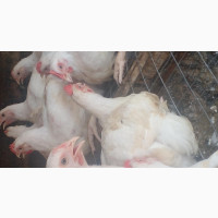 Boilers Chickens for Sale