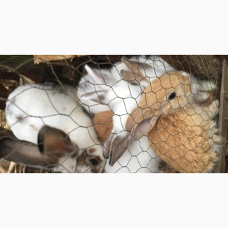 Exotic Giant Breed Rabbits for Your Backyard Farm