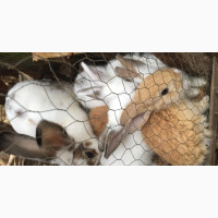 Exotic Giant Breed Rabbits for Your Backyard Farm