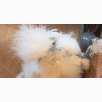 Adorable Silky Hens and Cocks - One Month Old
