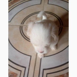 Purebred Female Lhasa Apso Puppy for Adoption