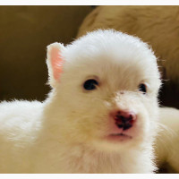 1-3 Month Female Purebred American Eskimo