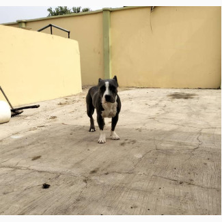 1+ year Male Purebred American Bully