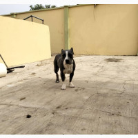 1+ year Male Purebred American Bully