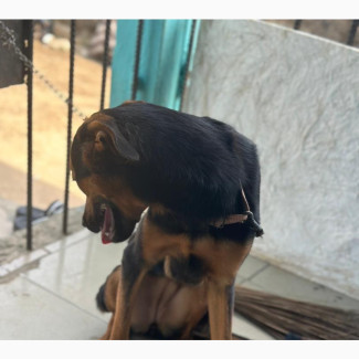 6-12 months Female Mixed Breed German Shepherd
