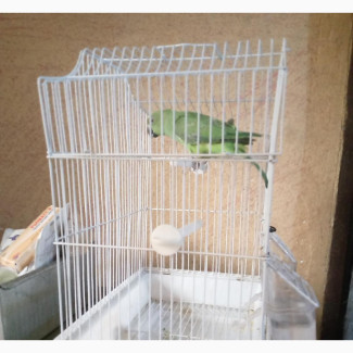 Colorful and Lovely Parrot for Sale