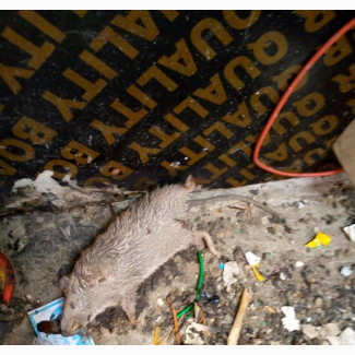 Rat Killer Expert