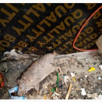 Rat Killer Expert
