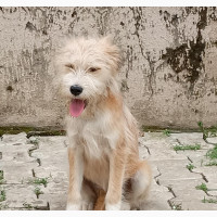 Male Purebred Lhasa Apso - Playful and Energetic