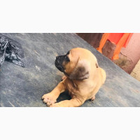Female Purebred Boerboel Puppy for Sale - 0-1 Month Old