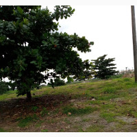 6 Acres of Land