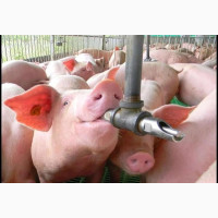 Pig Nipple Drinker