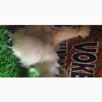 Adorable Silky Chickens - Exotic Birds for Sale