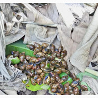 Snail Farming, Snailery Planning, Construction Management