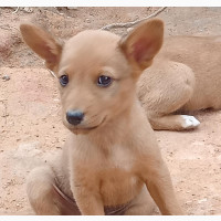 Nigeria Local Dog