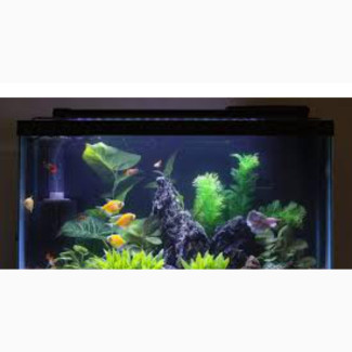Aquarium) Fish Tank