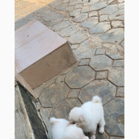 1-3 months Male Purebred Samoyed