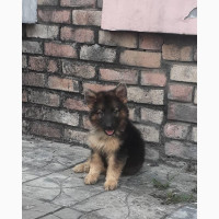 1-3 Month Female Purebred German Shepherd